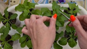 Махровая петуния из семян. Нужно ли прищипывать махровую петунию? Как вырастить махровую петунию.