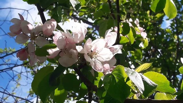 Из жизни яблок...???#яблоки#жизнь#дача смотреть онлайн