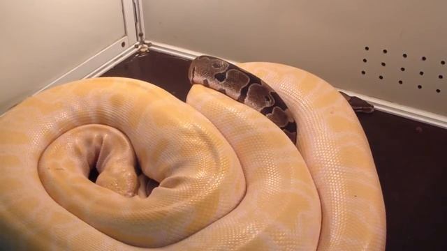 Тигровый питон Альбинос. смотреть онлайн