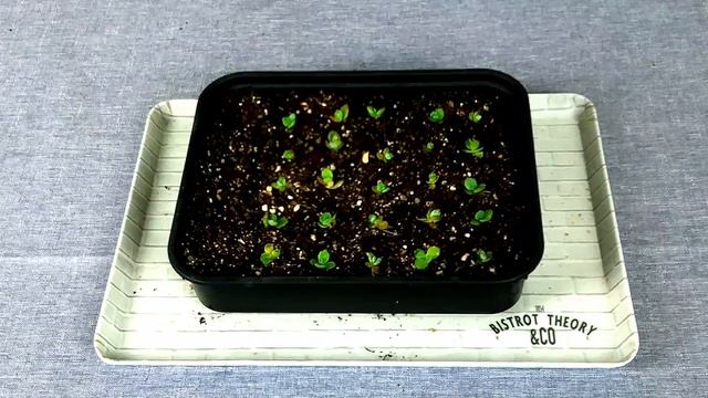 KALANCHOÉ LAETIVIRENS - REMPOTAGE ET SÉPARATION DES REJETS