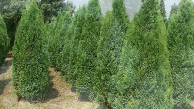 Выращивание Туи как бизнес идея | Открыть питомник туй | Туя в домашних условиях смотреть онлайн
