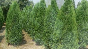 Выращивание Туи как бизнес идея | Открыть питомник туй | Туя в домашних условиях