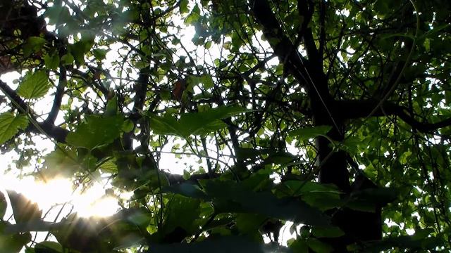Calm Fabulous Relaxing Music 15 minutes 🎶 Sounds of Nature and Birdsong смотреть онлайн