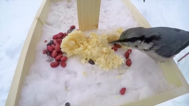 Александр Розенбаум Ах, зима ты моя, зима! смотреть онлайн