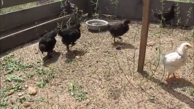 Chickens on walk - Цыплята на прогулке смотреть онлайн