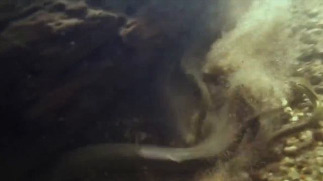 Клевая рыбалка. Ловля миноги руками. смотреть онлайн