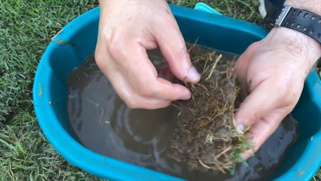 Что внутри рулона газона? Ответ тут! смотреть онлайн