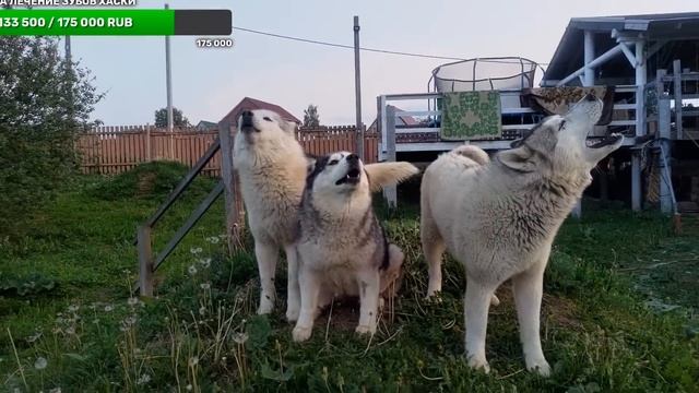 меняем планировку кухни на патио вместе с хаски смотреть онлайн