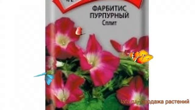 Фарбитис пурпурный Пурпурный Сплит ? обзор: как сажать, семена фарбитиса Пурпурный Сплит смотреть онлайн