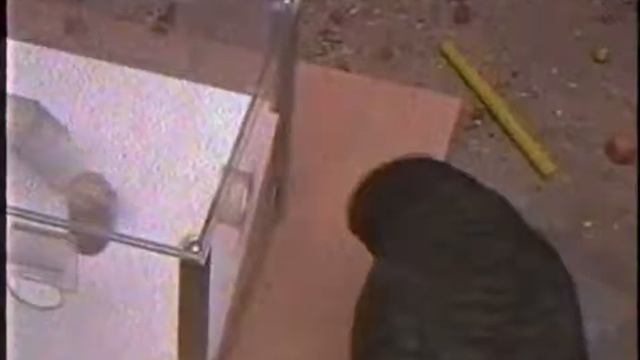 Новокаледонские вороны смогли определить массу объекта на глаз смотреть онлайн