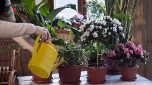 Не цветет и вытягивается вверх Каланхоэ! Что делать? Как заставить цвести Каланхоэ?