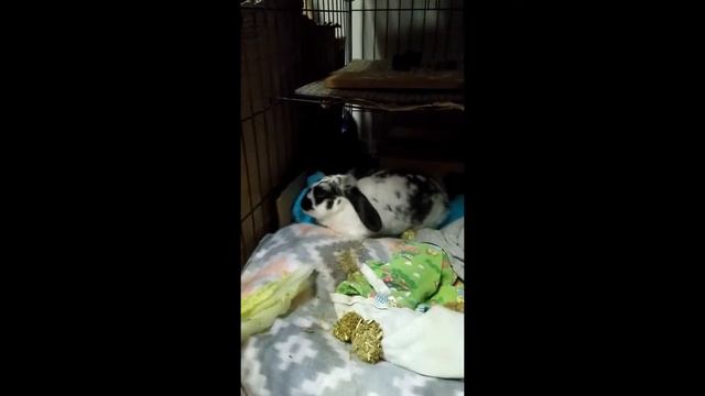 КРОЛИК ПАРАЛИЗОВАН/ЧТО ДЕЛАТЬ?/FLOPPY BUNNY SYNDROME 🌪