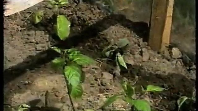 Весенние работы в саду, теплицах, парниках, на огороде смотреть онлайн