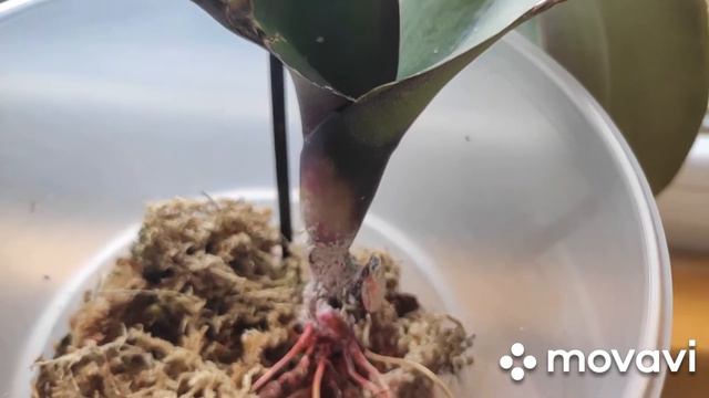 Красавчик Аркс рей на реанимации😣 смотреть онлайн