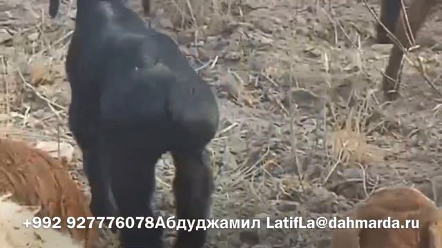 Аборигенные САО Таджикистана саги дахмарда и овцы гузнской породы Махмадсобира - красавчика смотреть онлайн