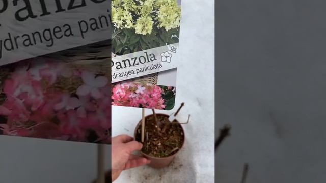 Гортензия метельчатая PAN- Seria “Pandora” НОВИНКА 2022 9 сортов ?☎️8-926-645-46-99 смотреть онлайн