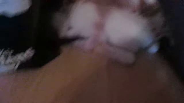 У котика Сырника появился маленький друг)) смотреть онлайн