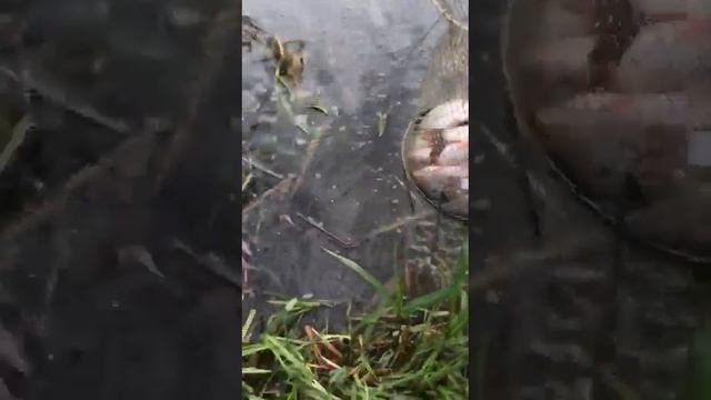 рыбалка июль 2023г Ярославль , река Которосль смотреть онлайн