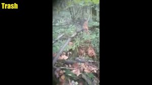 Это все грибы !!!