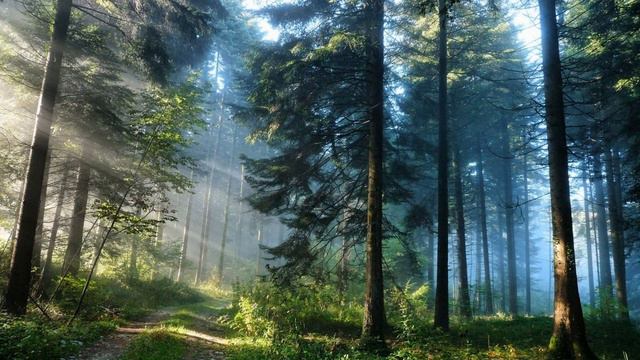 Горная река и пение птиц. смотреть онлайн