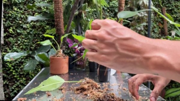 Epipremnum Skeleton key care and propagation (with updates)