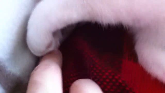 Котик спит,а я отвлекаю его ото сна смотреть онлайн