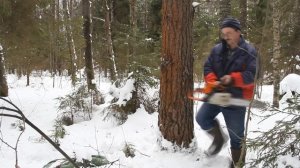 Валка дерева механическим клином. ООО "РУСКЛИН"