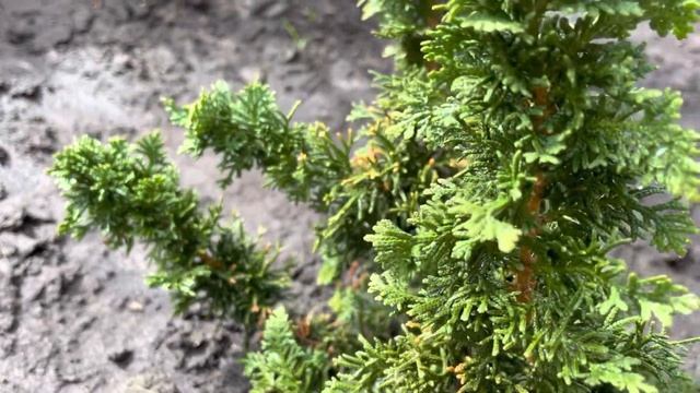 ПРИВОЖУ УЧАСТОК В ПОРЯДОК, ЧТО НА НЕМ РАСТЁТ? ОСЕНЬЮ ПОЛУЧАЕТСЯ НЕ ТАК БЫСТРО смотреть онлайн