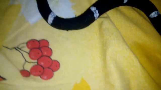 Игрушки змеи и рисунки самодельный кот из бумаги смотреть онлайн