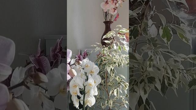 Лето в доме. 30 января смотреть онлайн