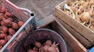 Дела весенние . Посадка картофеля в гребни- под лопату