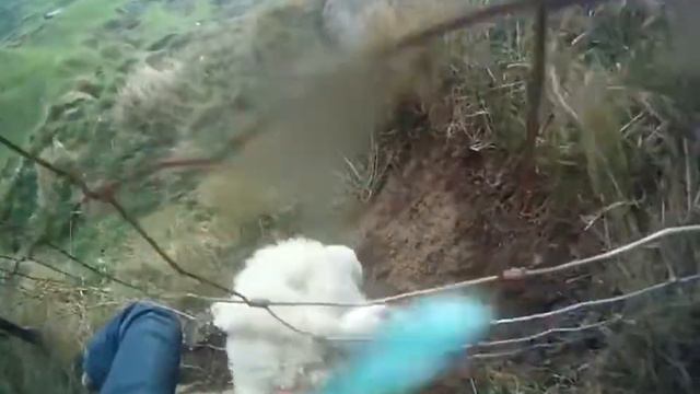 Спас овцу смотреть онлайн