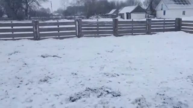 поросята породы мангал смотреть онлайн