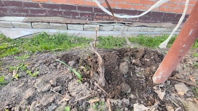 Посадка винограда по ФЕН-ШУЮ. Виноград по комсомольски. Чувашия смотреть онлайн