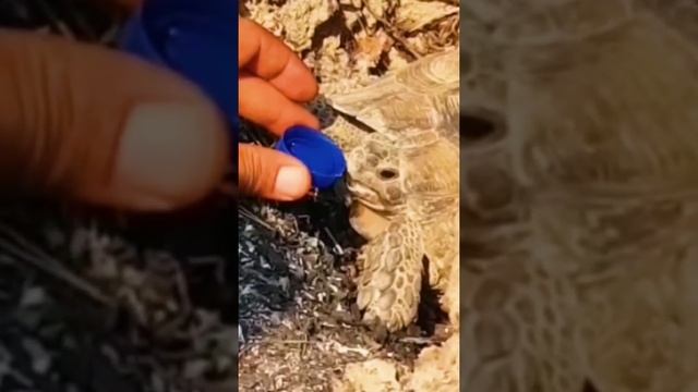 Спасенная от пожара черепаха пьёт воду, Аланья, Турция. #Shorts смотреть онлайн