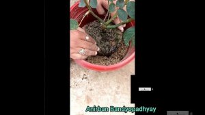 Hybrid red rose potting,care and secret tips for big size#rosecaring@anirbanbandyopadhyay5734