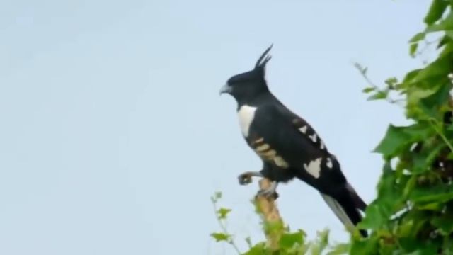 BURUNG BLACK BAZA sang PREDATOR смотреть онлайн