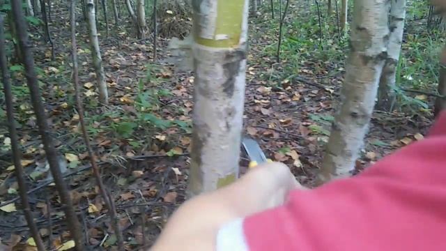 Березовая кора смотреть онлайн