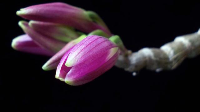 Orquídea Dendrobium Victoria-reginae