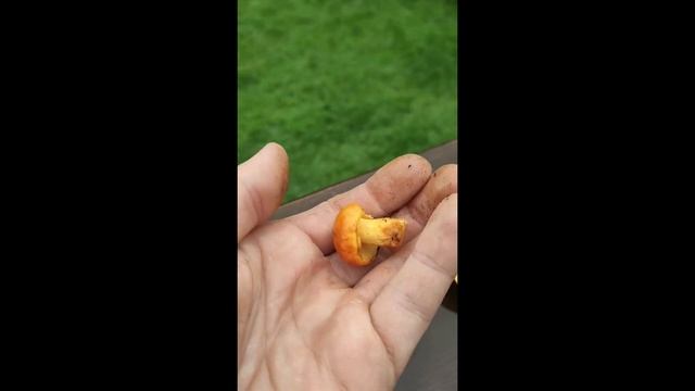 Jak wygląda MAŚLAK. Atlas grzybów - Suillus grevillei. смотреть онлайн
