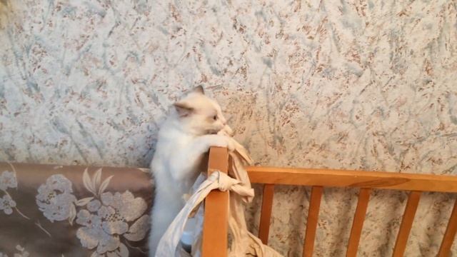 Вот чем отличаются рэгдоллы от обычных кошек смотреть онлайн