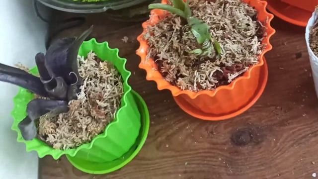 Неорегелия смотреть онлайн