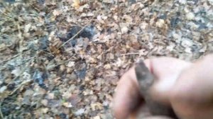 ПОИСК МОНЕТ ВДОЛЬ СТАРИННОГО ТРАКТА