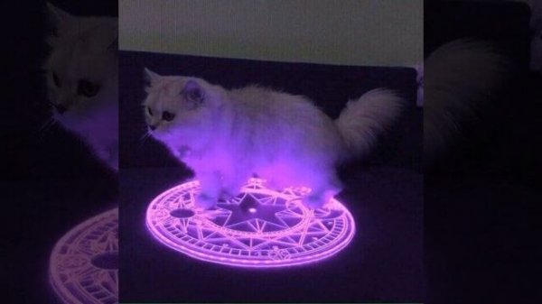 demonic little grey cat theme song