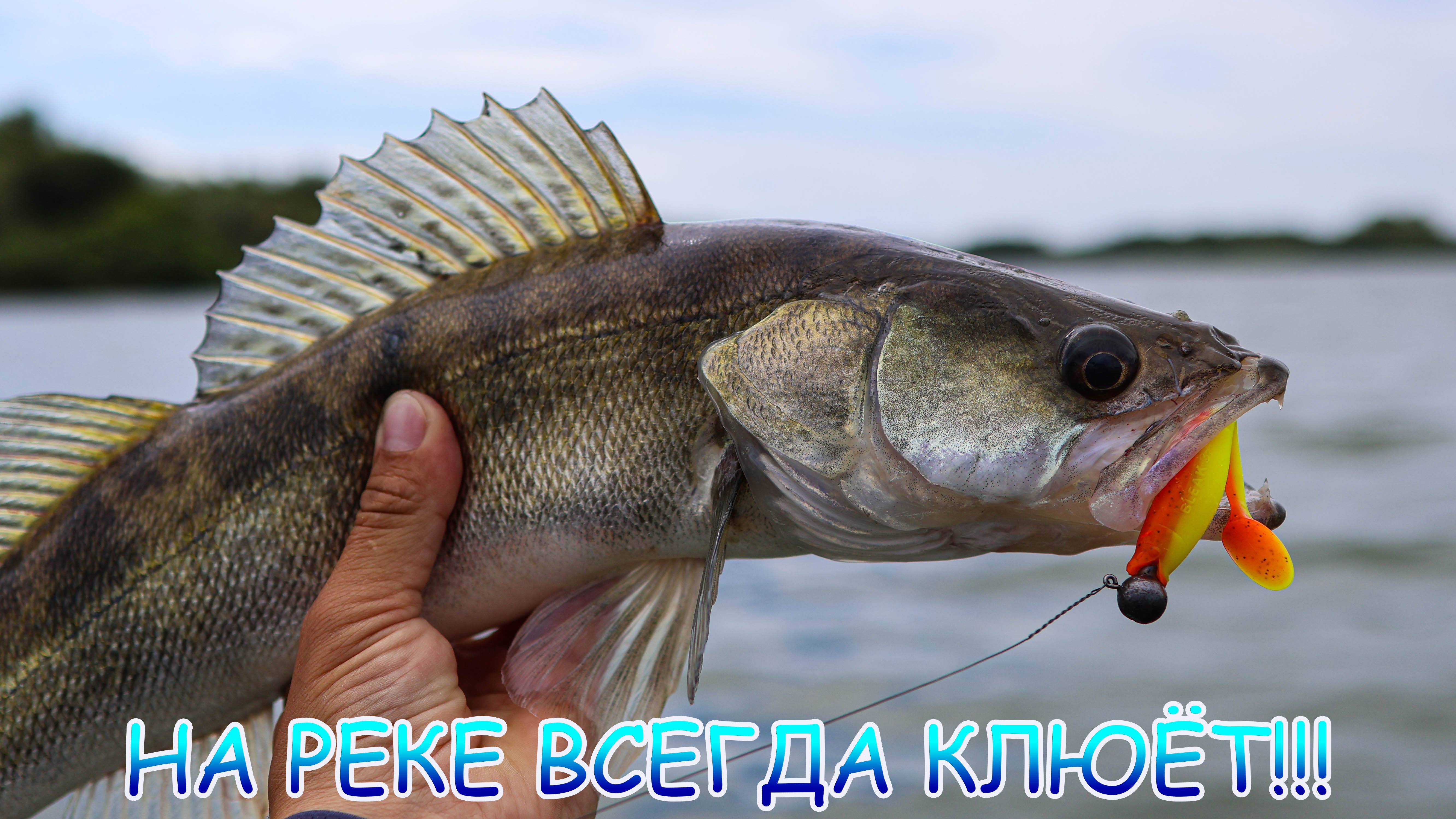 Сменил место и СРАЗУ поймал судака! Где лучше ЛОВИТСЯ? Джиг с лодки! смотреть онлайн