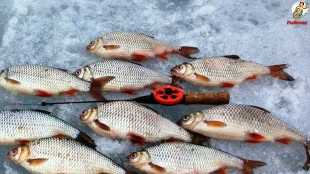 Особенности ловли плотвы в феврале. Где искать плотву в феврале. Рыболовные снасти на плотву. смотреть онлайн