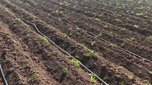 Як спасти картоплю від заморозків...  Форум у коментарях