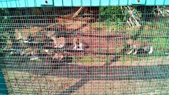 VID 20180703 102031 смотреть онлайн