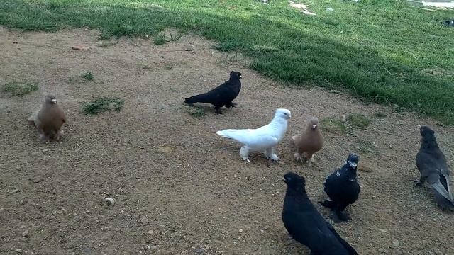 12 мая 2023 г. обзор лётного отдела, андижанские голуби узбекские голуби смотреть онлайн