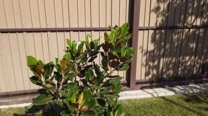 Магнолия Грандифлора LITTLE GEM Осенью